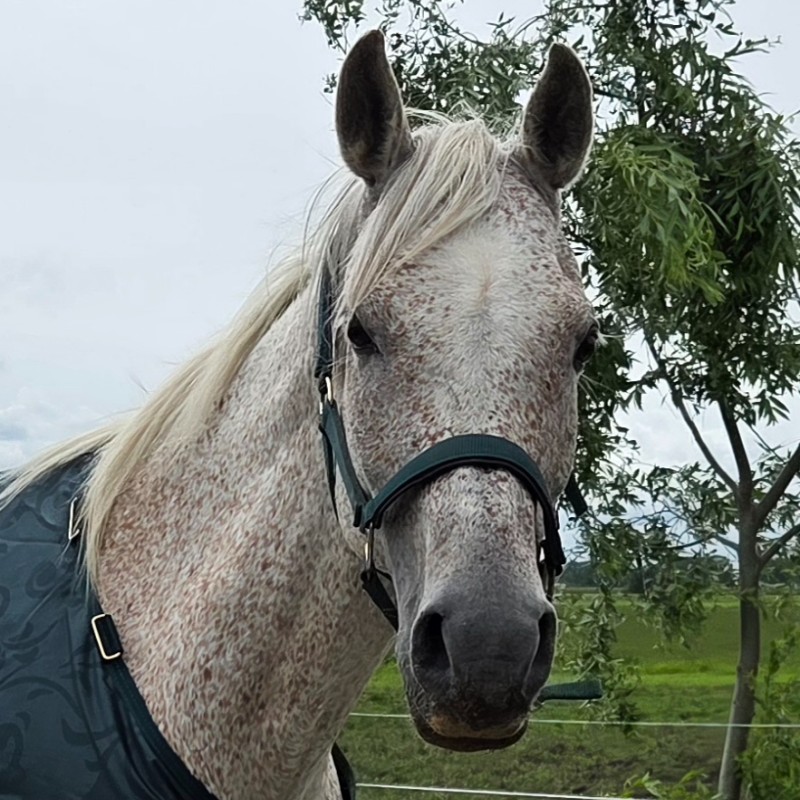 Foto van Farouk