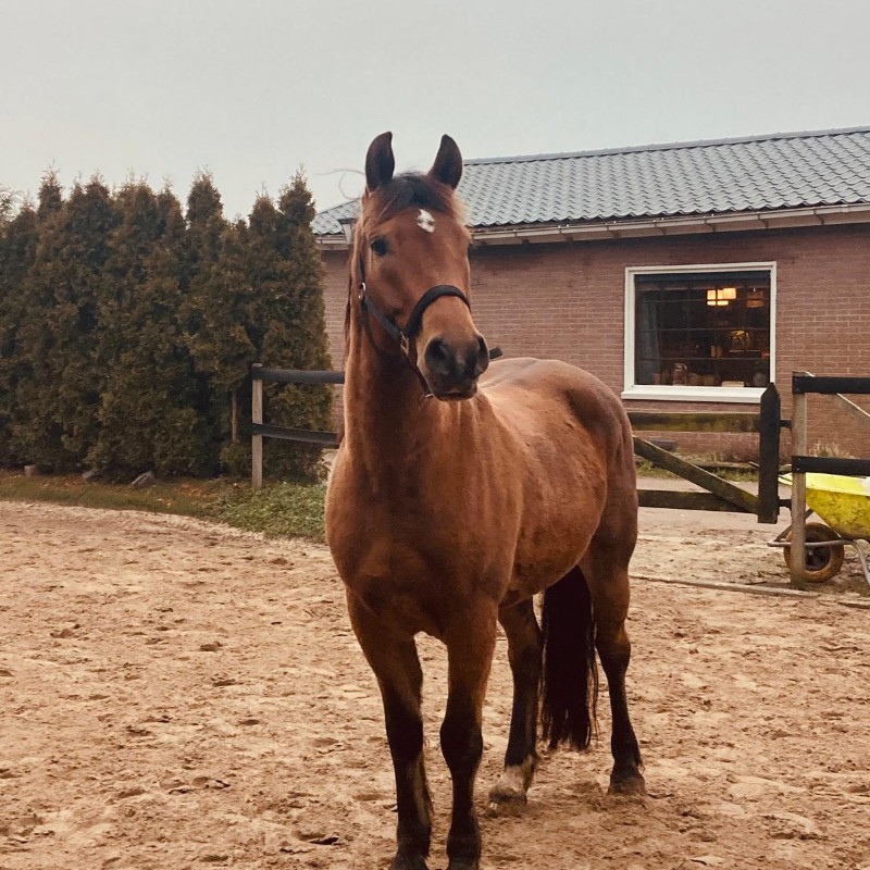 Foto van Donder
